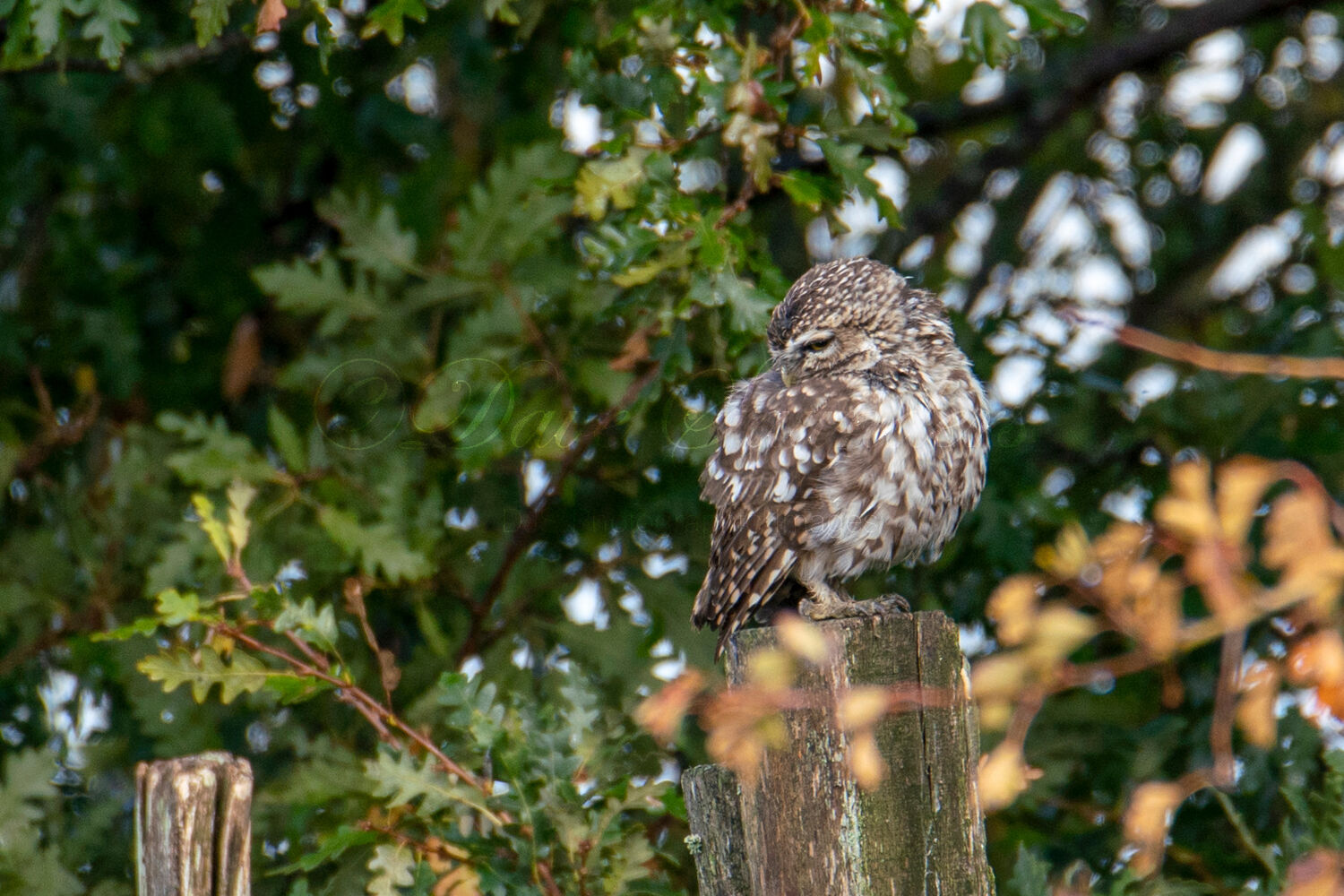 Little Owl