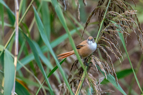 Bearded Tit (Female)