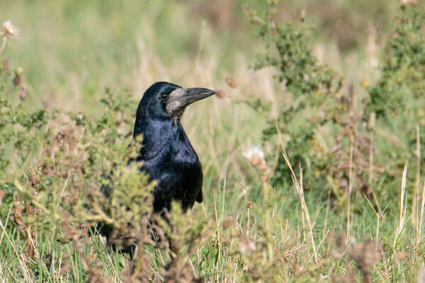 Rook