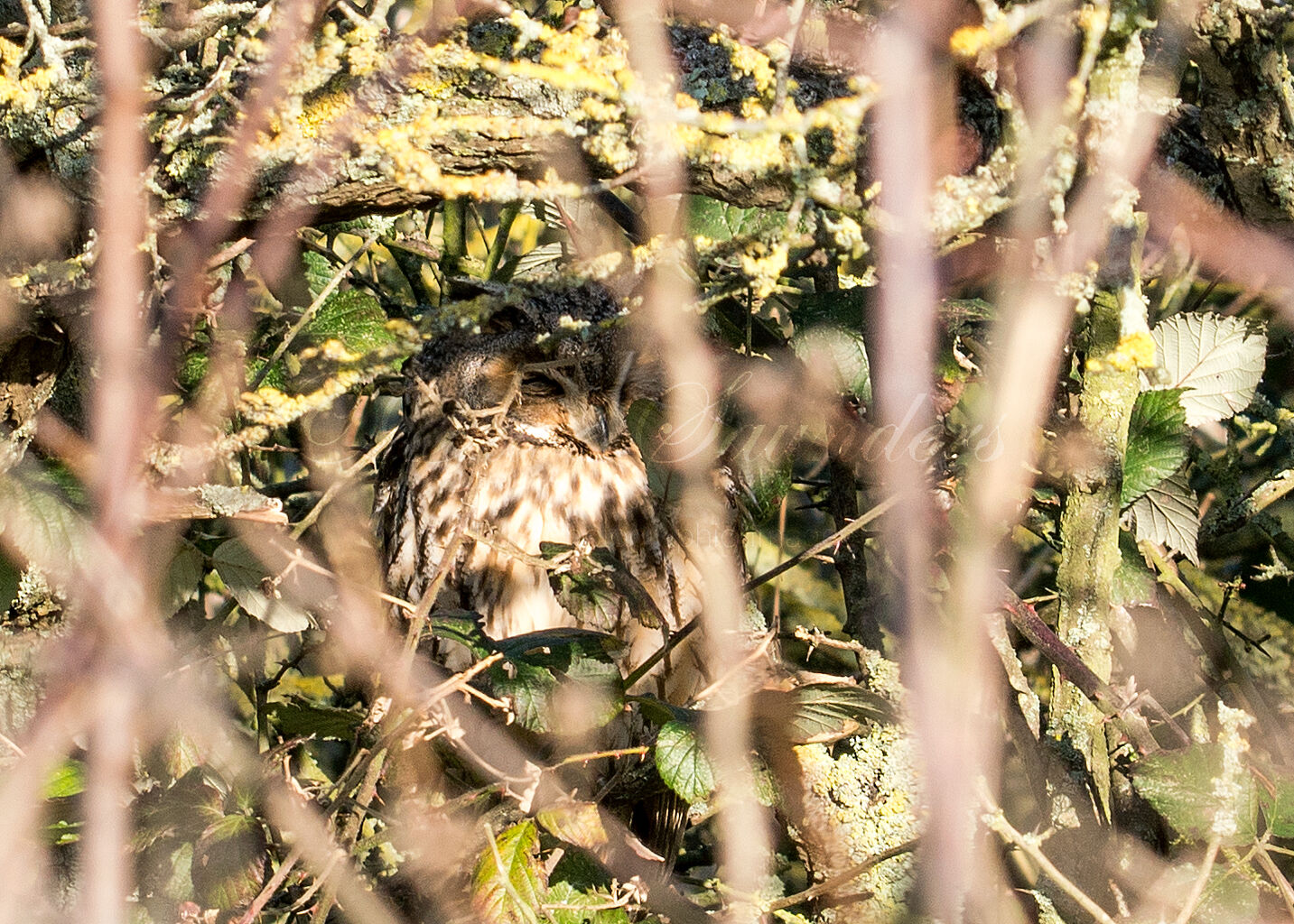 Long Eared Owl hiding
