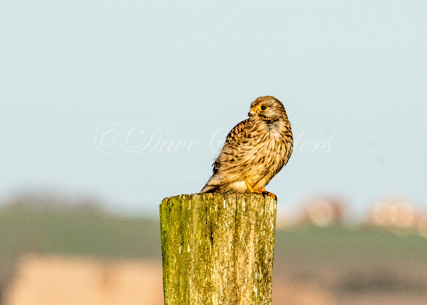 Perched Kestrel