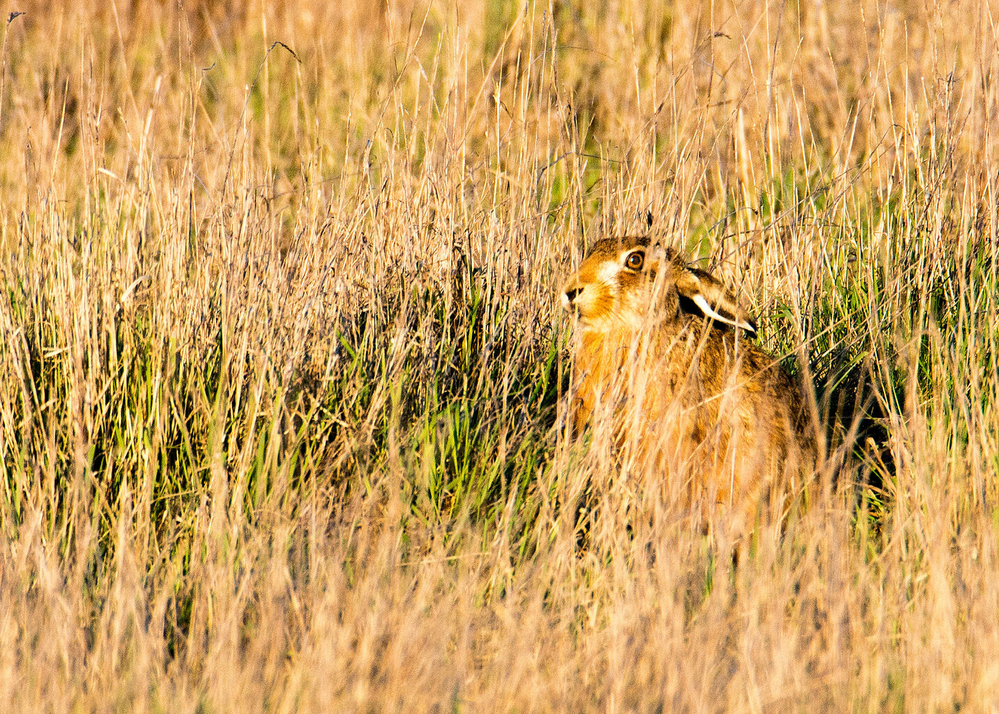 Brown Hare