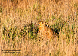 Brown Hare