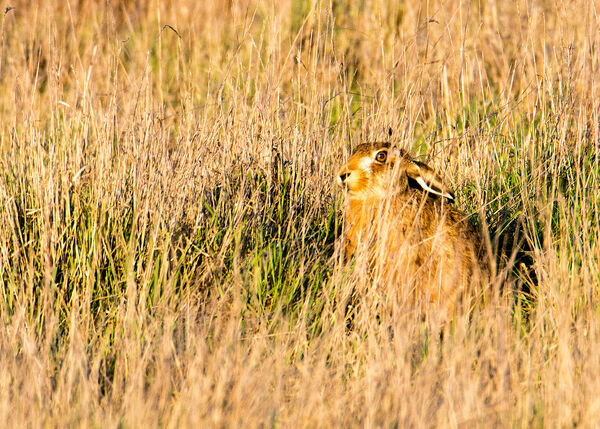 Brown Hare