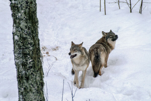 European Wolves