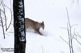 European Lynx