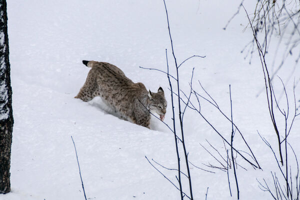 Eurasian Lynx