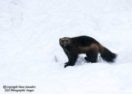Wolverine in snow