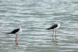 Black Winged Stilt