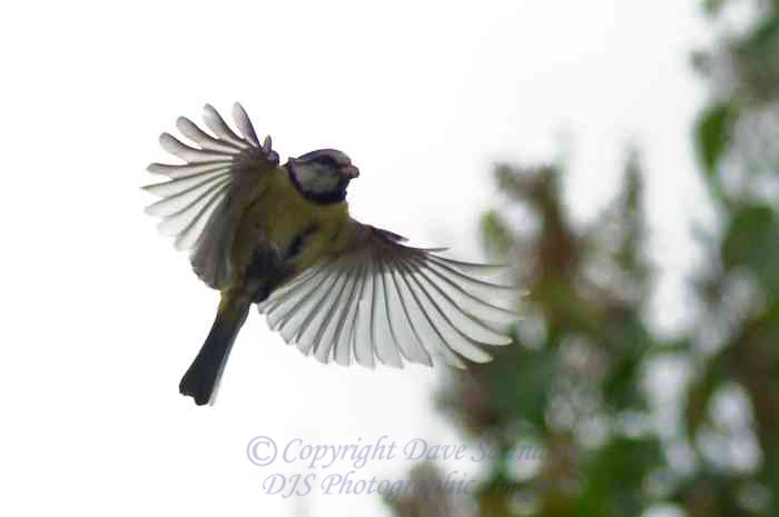 Blue Tit in Flight.