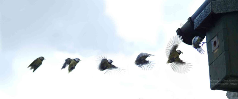 Blue Tit Flight Sequence.