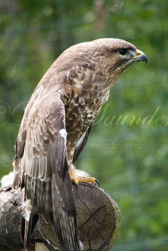 Common Buzzard