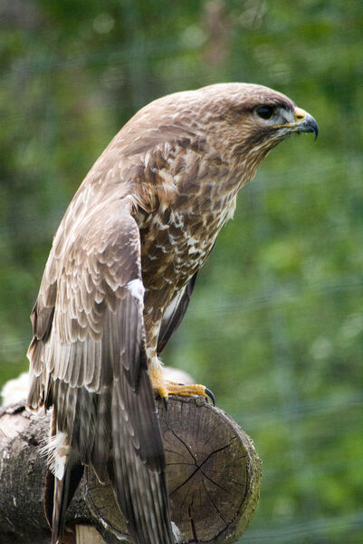 Buzzard