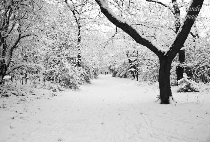 Woodland in Winter