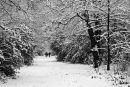 Winter walk