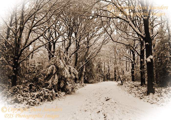 Chislehurst Common.