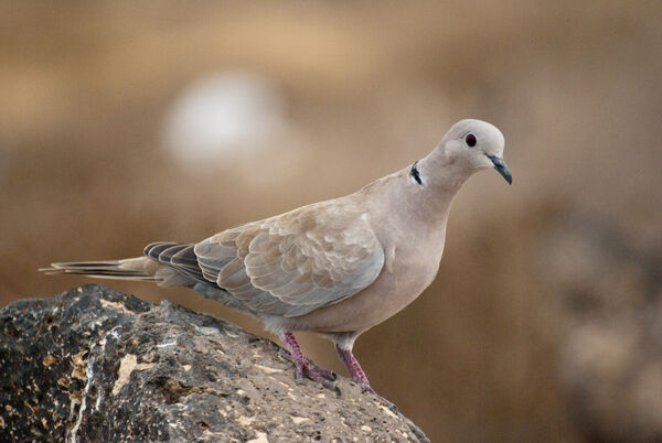 Collared Dove