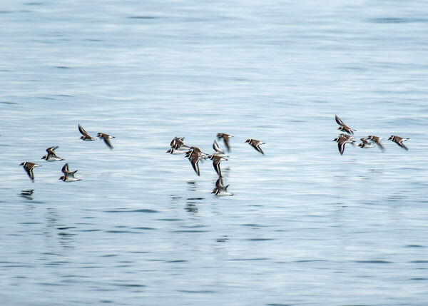 Common Ringed Plovers in Flight