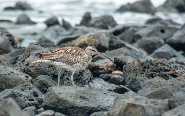 Curlew