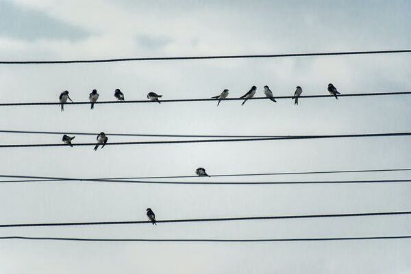 Birds on a wire (House Martins)