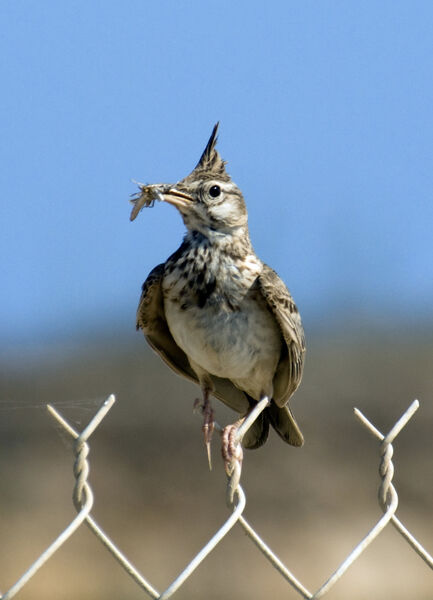 Crested Lark
