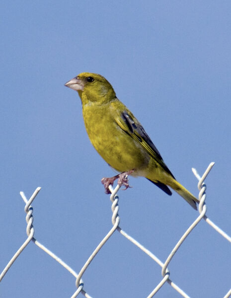 Greenfinch