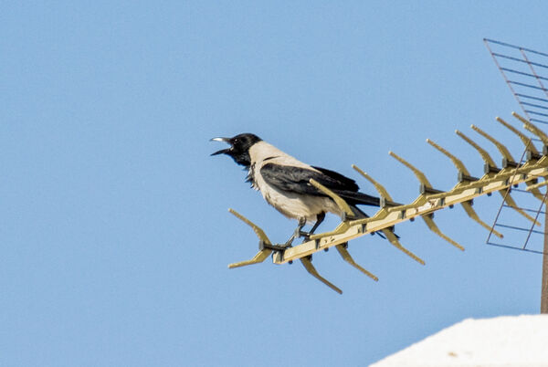 Hooded Crow