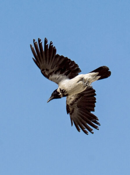 Hooded Crow