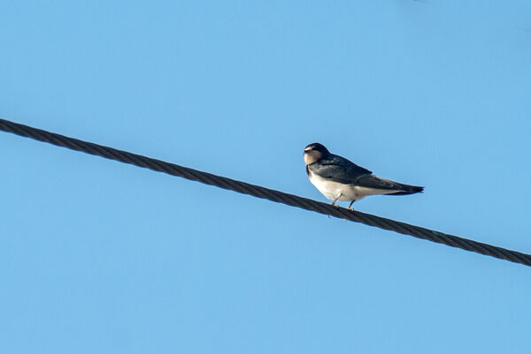 House Martin