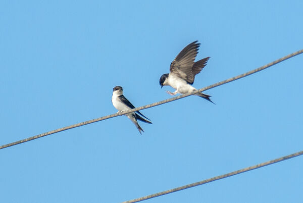 House Martins