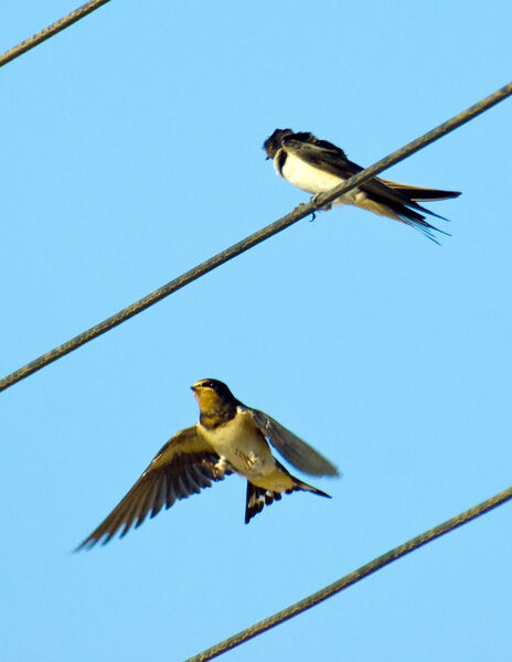 Barn Swallows