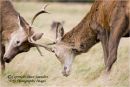 Young Red Deer.
