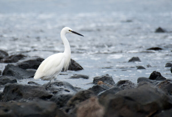 Little Egret