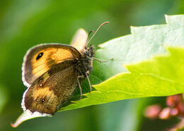 Gatekeeper Butterfly