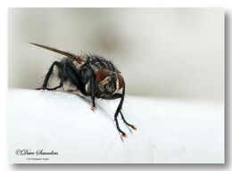 House Fly Polietes lardarius