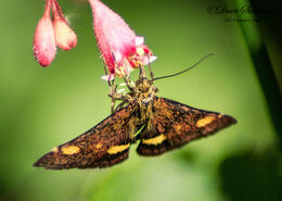 Mint Moth