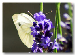 Green Veined White Butterfly A9901359Resized
