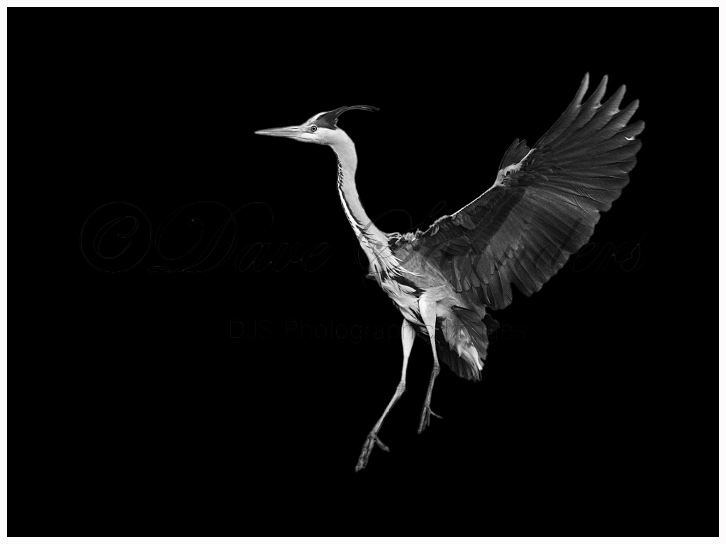 Grey Heron