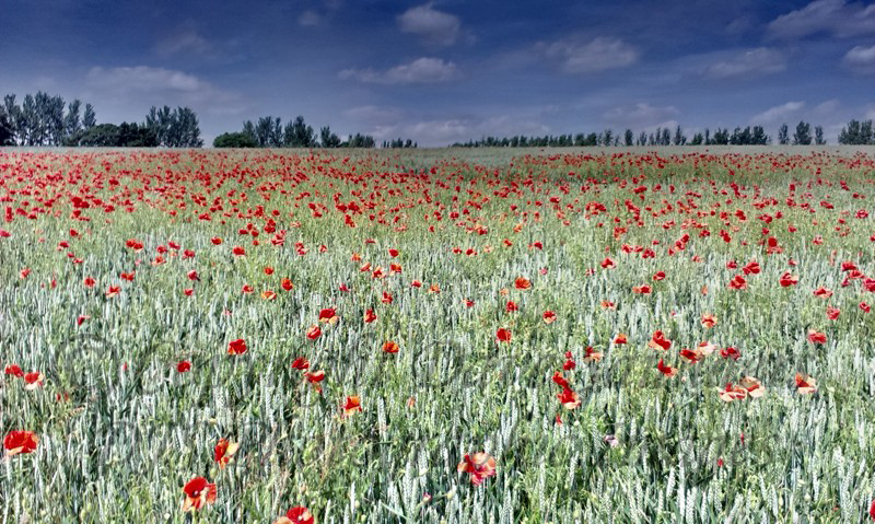Poppies and Wheat