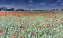 Poppies and Wheat