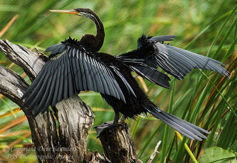 Indian Darter