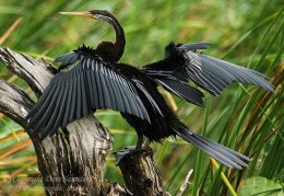 Indian Darter