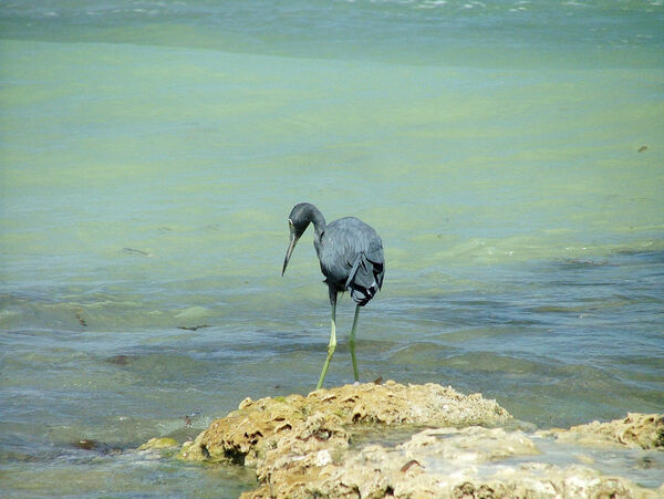 Little Blue Heron