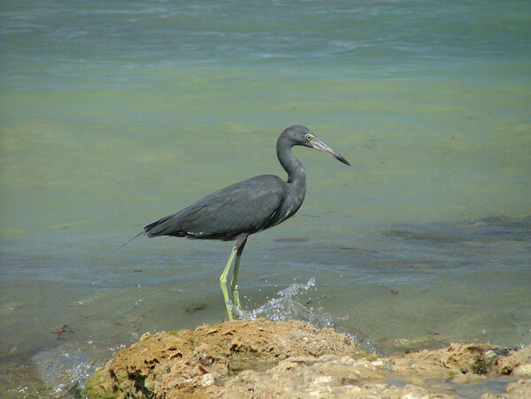 Little Blue Heron