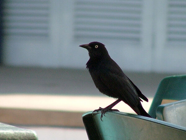 Greater Antillean Grackle