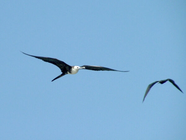 Magnificant Frigate Bird (Juvenile)