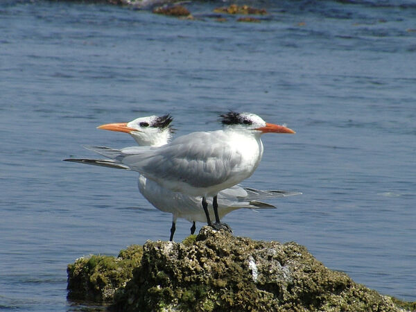 Royal Terns
