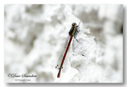 Large Red Damselfly (Male)