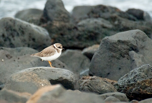 Little-Ringed-Plover (Juvenile)