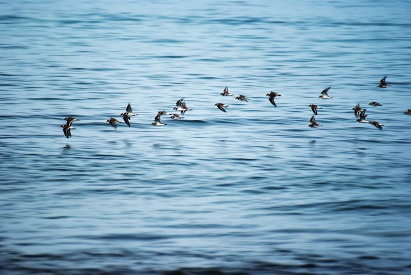 Little Ringed Plovers in Flight